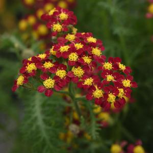 Achillea millefolium 