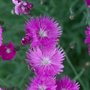 Dianthus gratianopolitanus 'Firewitch'