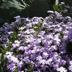 Phlox subulata 'Emerald Blue'