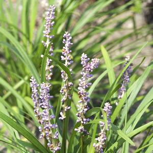 Liriope muscari 'Big Blue'