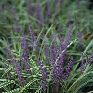 Liriope muscari 'Variegata'