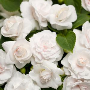 Impatiens walleriana 'White'