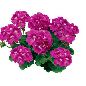 Pelargonium x hortorum 'Orchid'