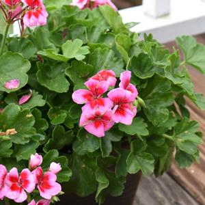 Pelargonium x hortorum 'Rose Mega Splash'