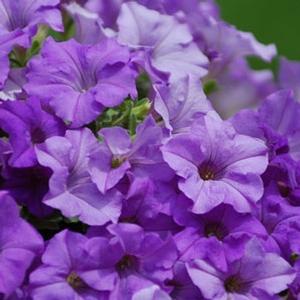 Petunia 'Heavenly Blue'