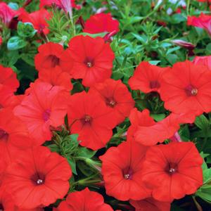 Petunia 'Red'