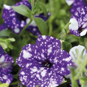 Petunia 'Night Sky'