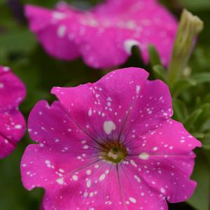 Petunia 'Pink Sky'