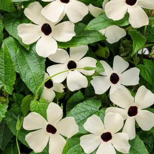 Thunbergia alata 'Coconut A-Peel'