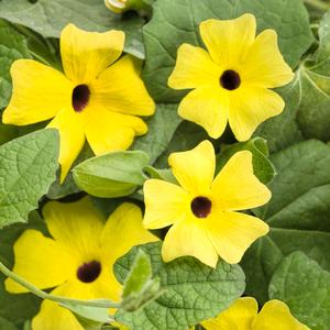 Thunbergia alata 'Lemon A-Peel'