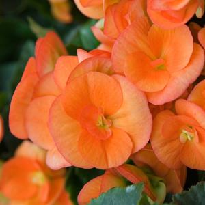 Begonia x hiemalis 'Amstel Dark Britt'