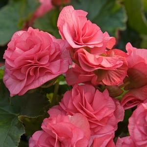 Begonia x hiemalis 'Dusty Rose'