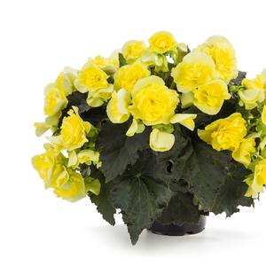 Begonia x hiemalis 'Yellow Improved'