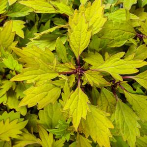 Solenostemon scutellarioides 