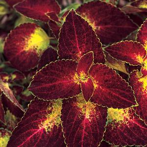 Solenostemon scutellarioides 'Dipt in Wine'