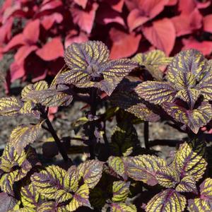 Solenostemon scutellarioides 'Fishnet Stockings'