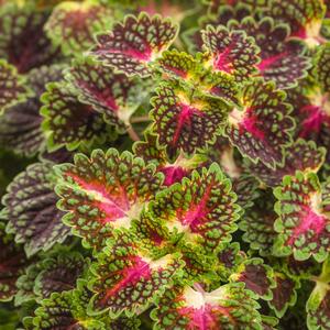 Solenostemon scutellarioides 'Strawberry Drop'