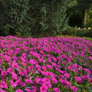 Petunia 'Neon Rose'