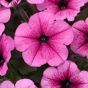 Petunia 'Rose Fusion'