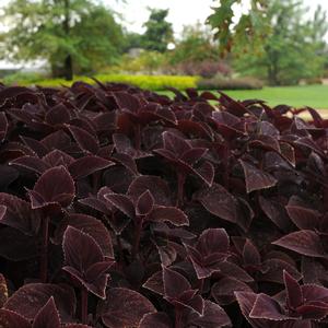 Solenostemon scutellarioides 'Vino'