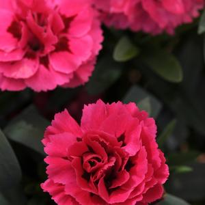 Dianthus caryophyllus 'Cherry + Velvet'