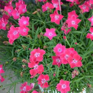 Dianthus gratianopolitanus 'Scarlet'