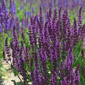 Salvia nemorosa 'Bumbleberry'