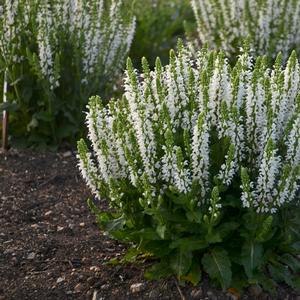 Salvia nemorosa 'Bumblesnow'