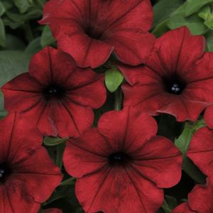 Petunia 'Red Velour'