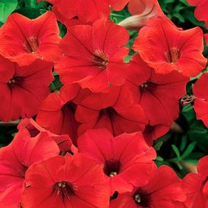 Petunia 'Deep Red'