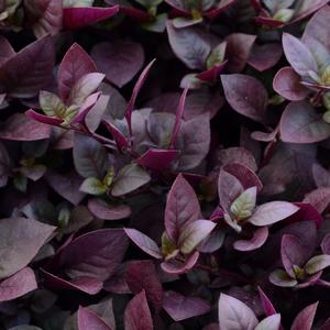 Alternanthera 'Plum Dandy'