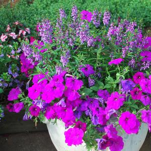 Angelonia angustifolia 'Purple'