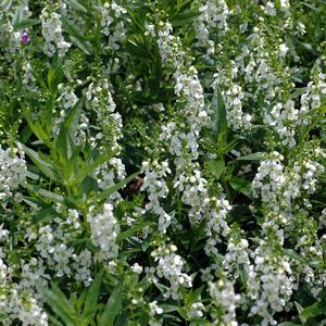 Angelonia angustifolia 'White'