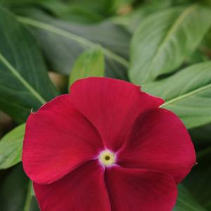 Catharanthus roseus 'Cranberry'