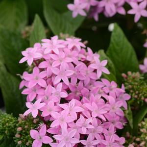 Pentas lanceolata 'Lavender'