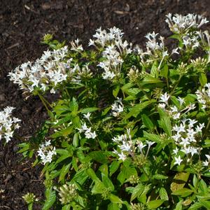 Pentas lanceolata 'White'