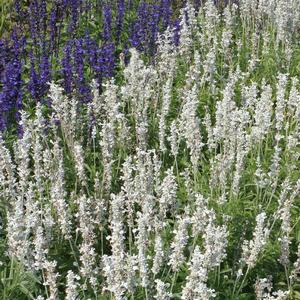 Salvia farinacea 'Victoria White'