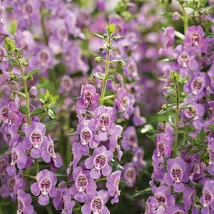 Angelonia 'Steel Blue'