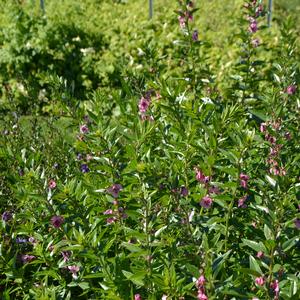 Angelonia angustifolia 'Pink'