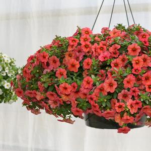 Calibrachoa 'Compact Watermelon'