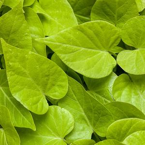 Ipomoea batatas 'Sweet Caroline Sweetheart Lime'