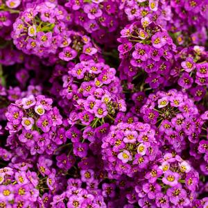 Lobularia maritima 'Violet Knight'