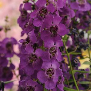 Angelonia angustifolia 'Dark Purple'