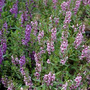 Angelonia angustifolia 'Lavender'