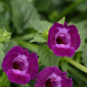 Torenia 'Large Violet'