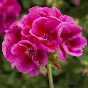 Pelargonium 'Lavender Mega Splash'