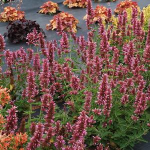 Agastache 'Lavender'