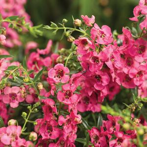 Angelonia 'Cascade Pink'