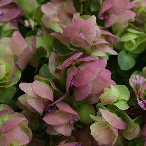 Origanum 'Kirigami'