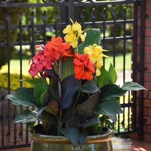 Canna x generalis 'Bronze Orange'